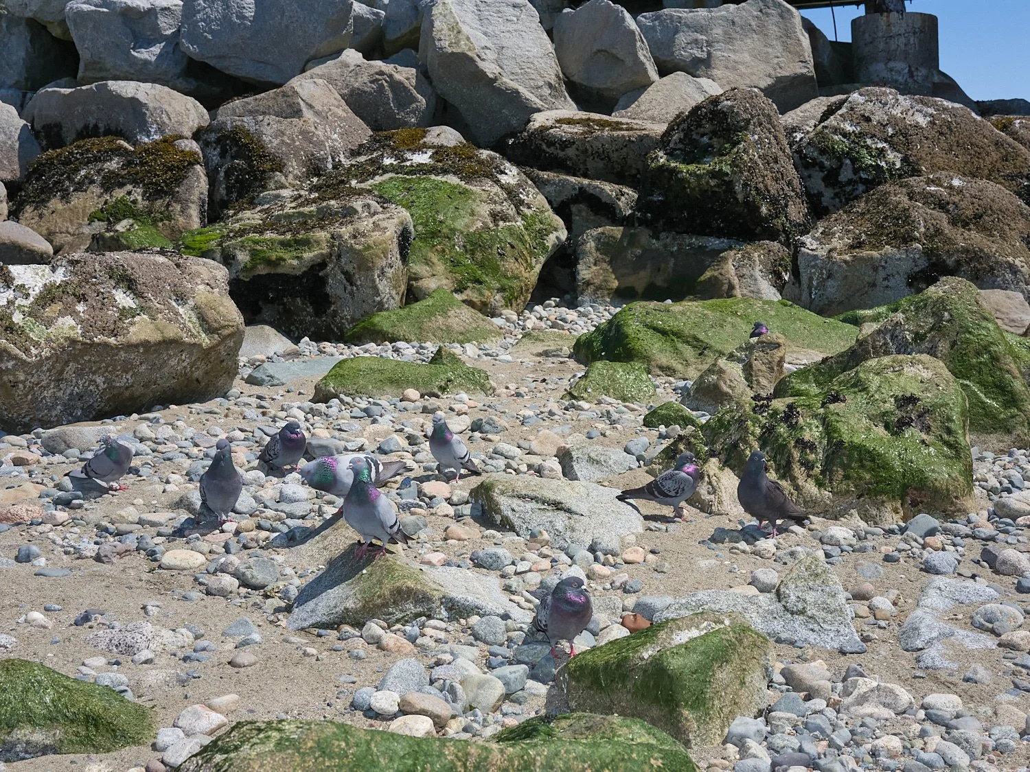 2026_05_Ambleside_7924.jpg