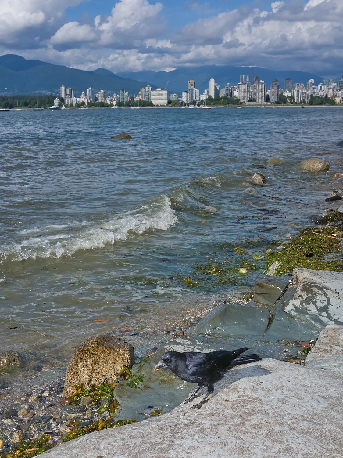 2026_05_Kits_Birds_8515.jpg
