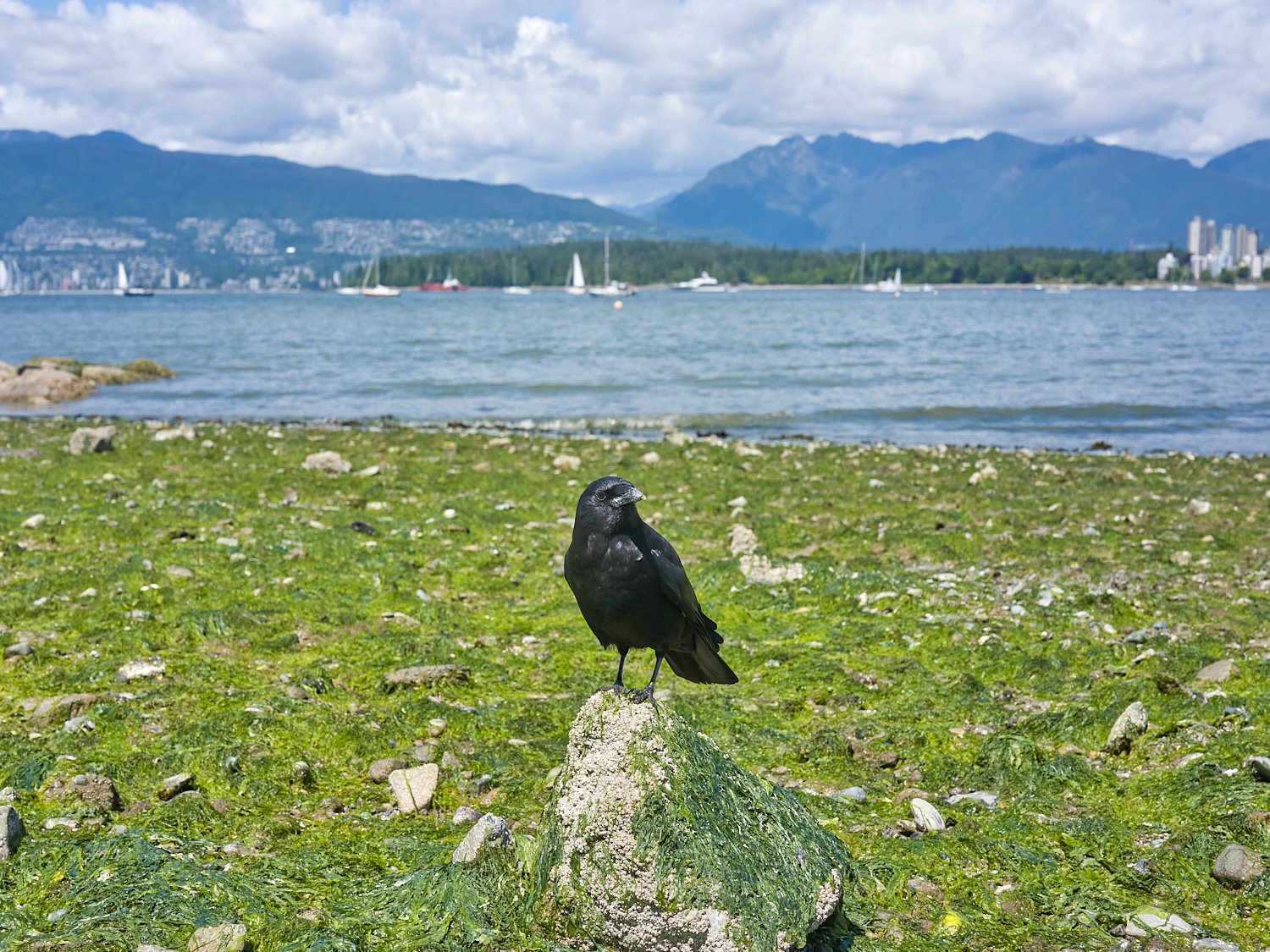 2026_05_Kits_Birds_8538.jpg