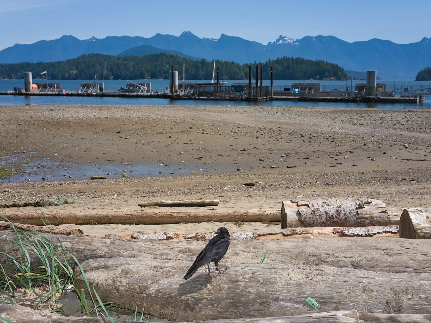 2026_05_Heron_Rain_8357.jpg