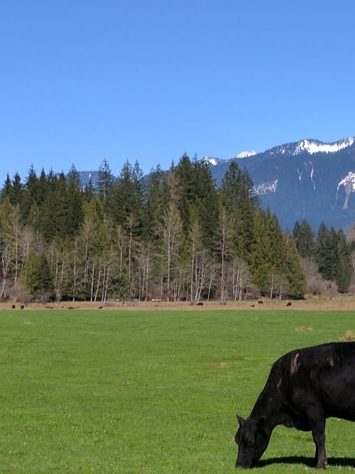 Skiyou Ranch | 100% Organic Grassfed Beef | Sedro-Woolley, WA