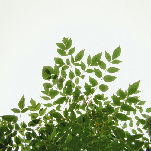 Untitled design (2).png