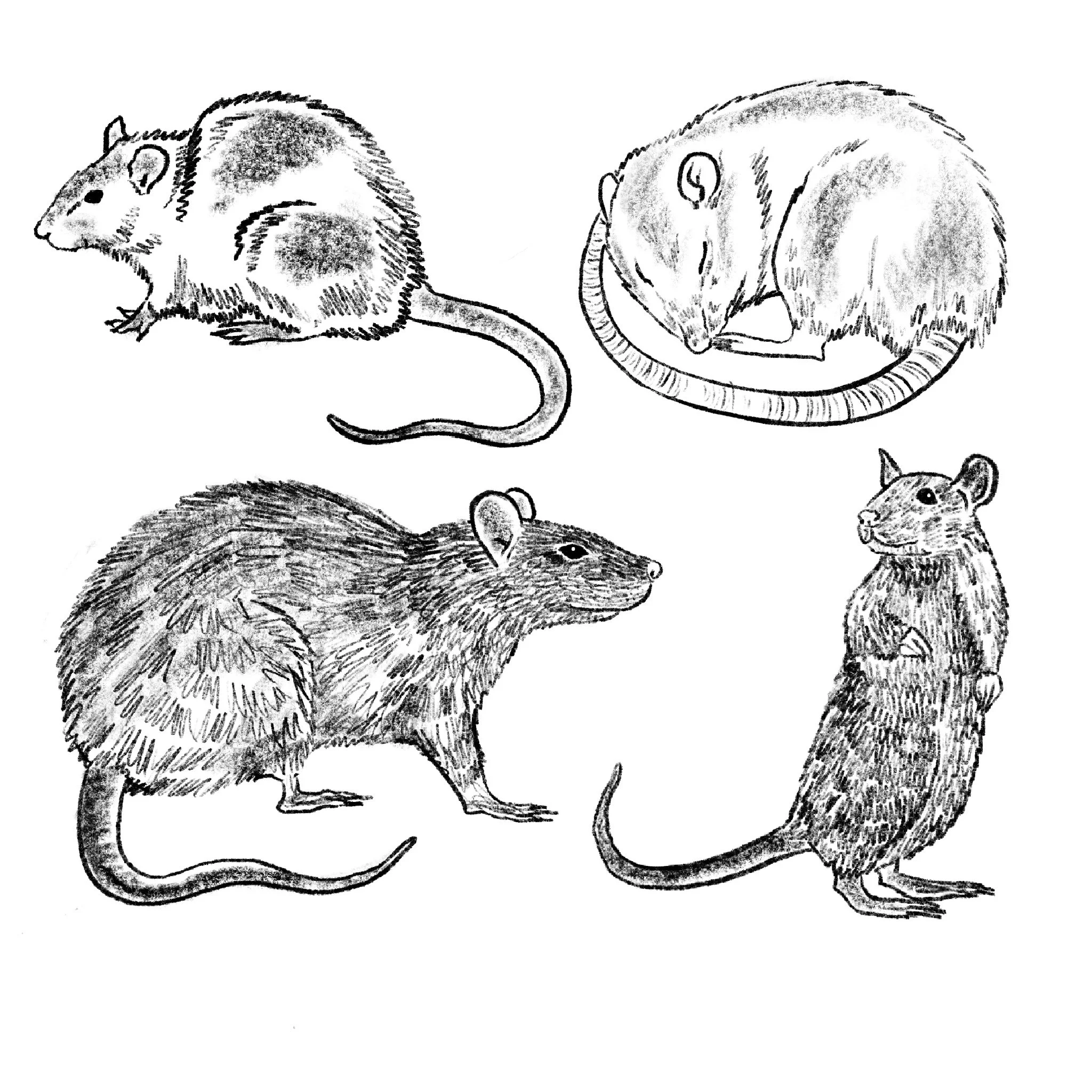 Untitled_Artwork (17).jpg