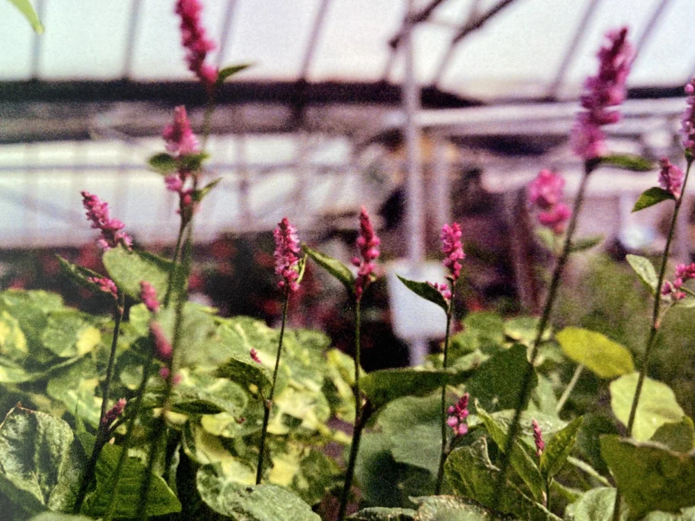 danielson's greenhouse + floral