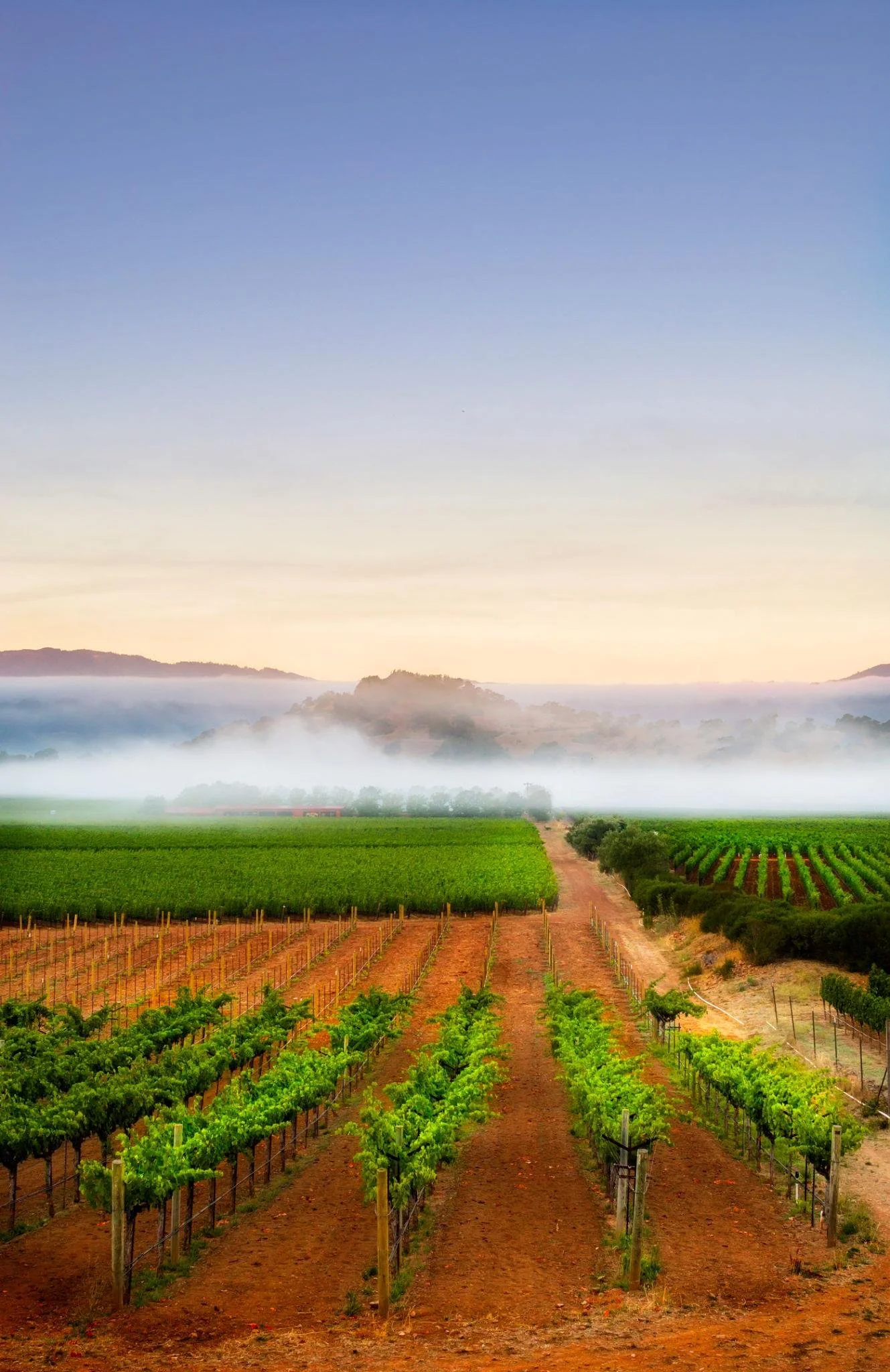 How Napa Valley’s Microclimates Shape Each Vintage