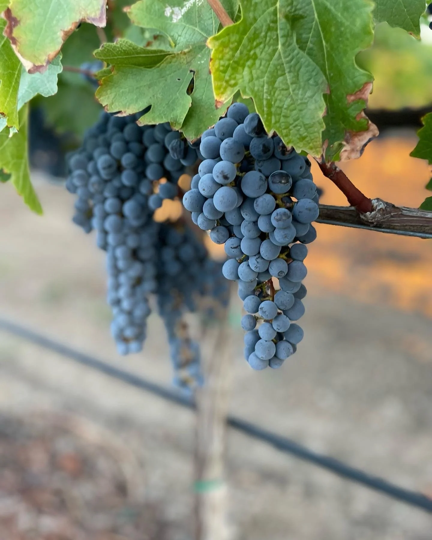 Summer in Napa Valley: Exploring the Vineyards Beyond the Tasting Room