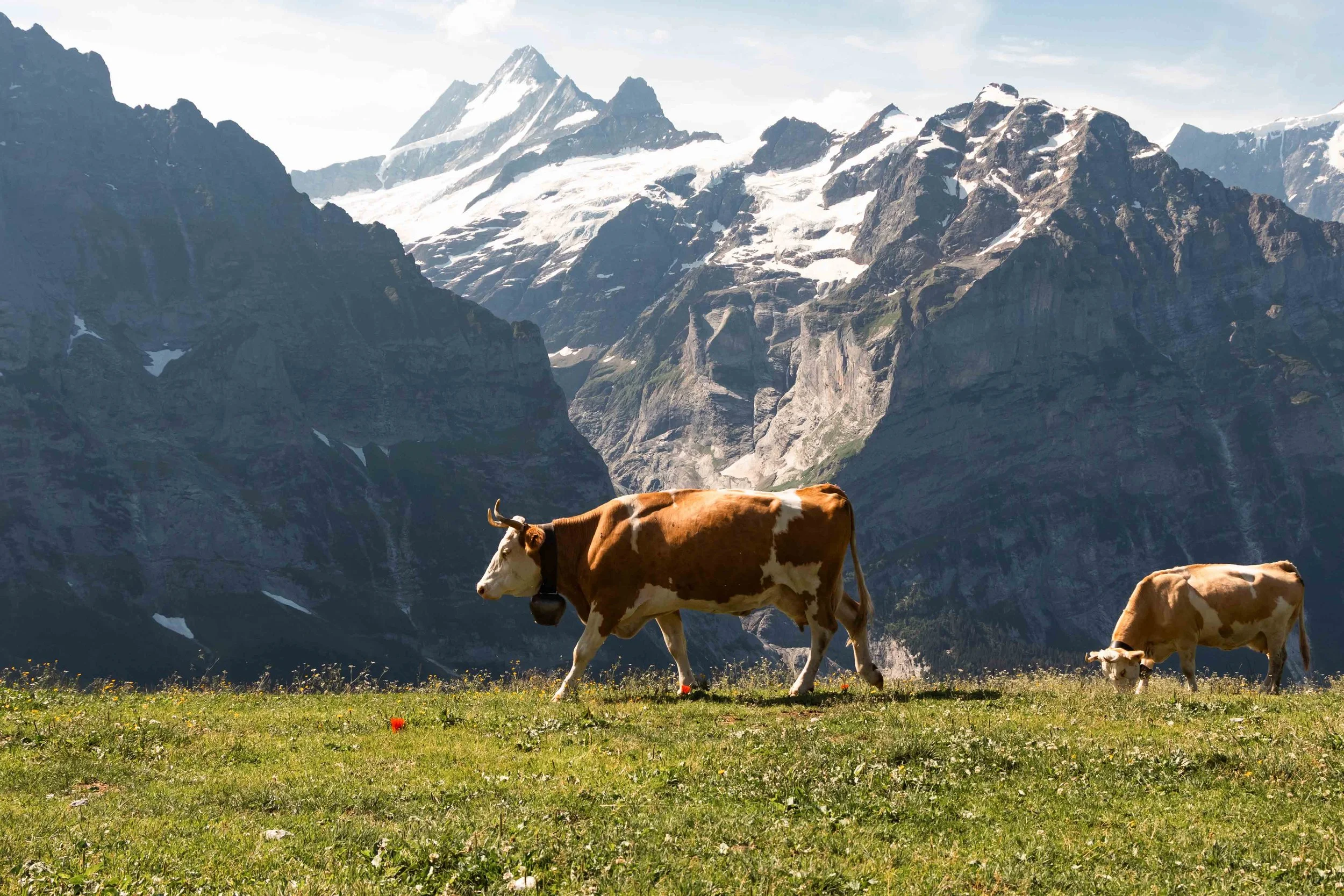 Brown Swiss Cows at Grindelwald First
