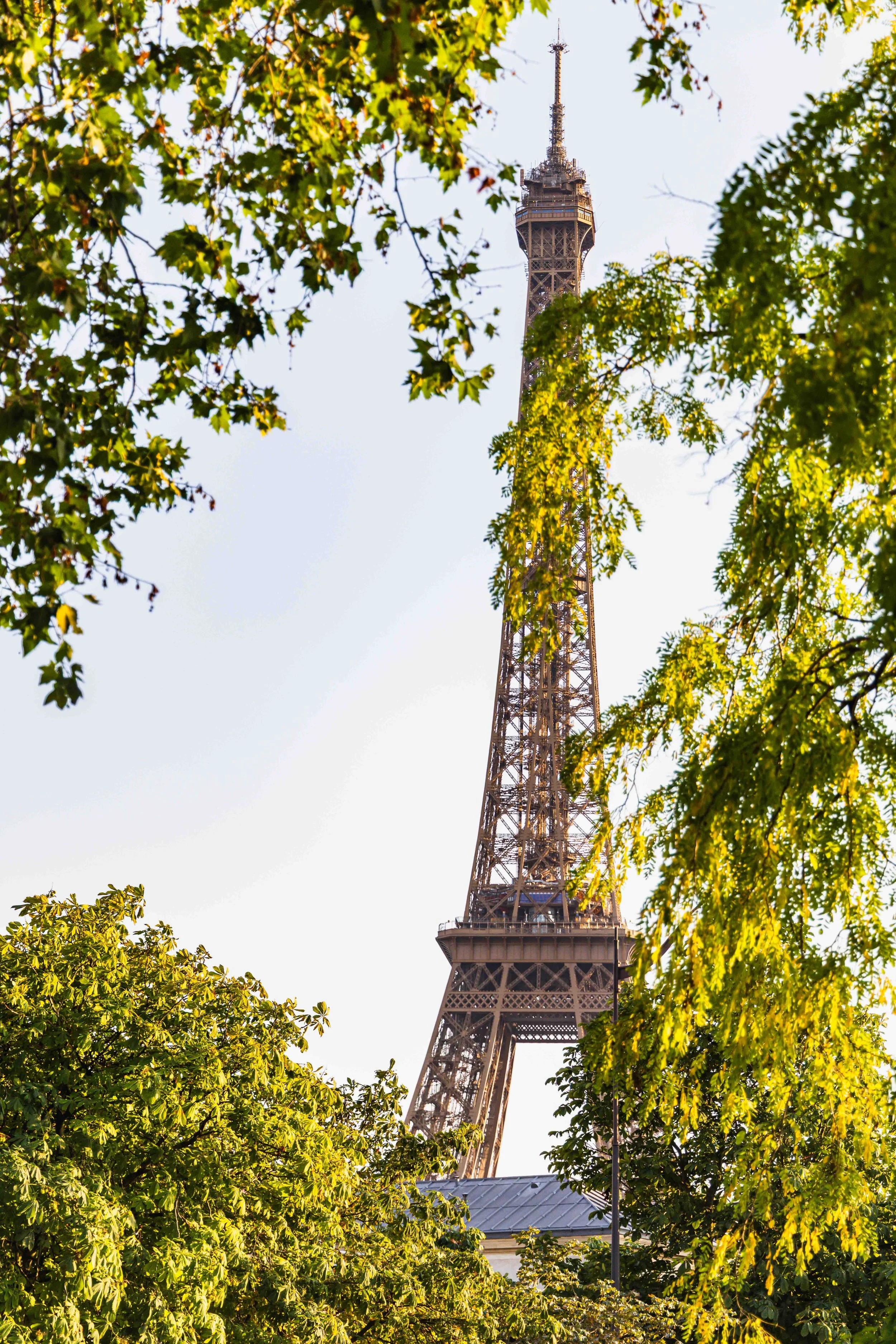 Eiffel Tower through the trees
