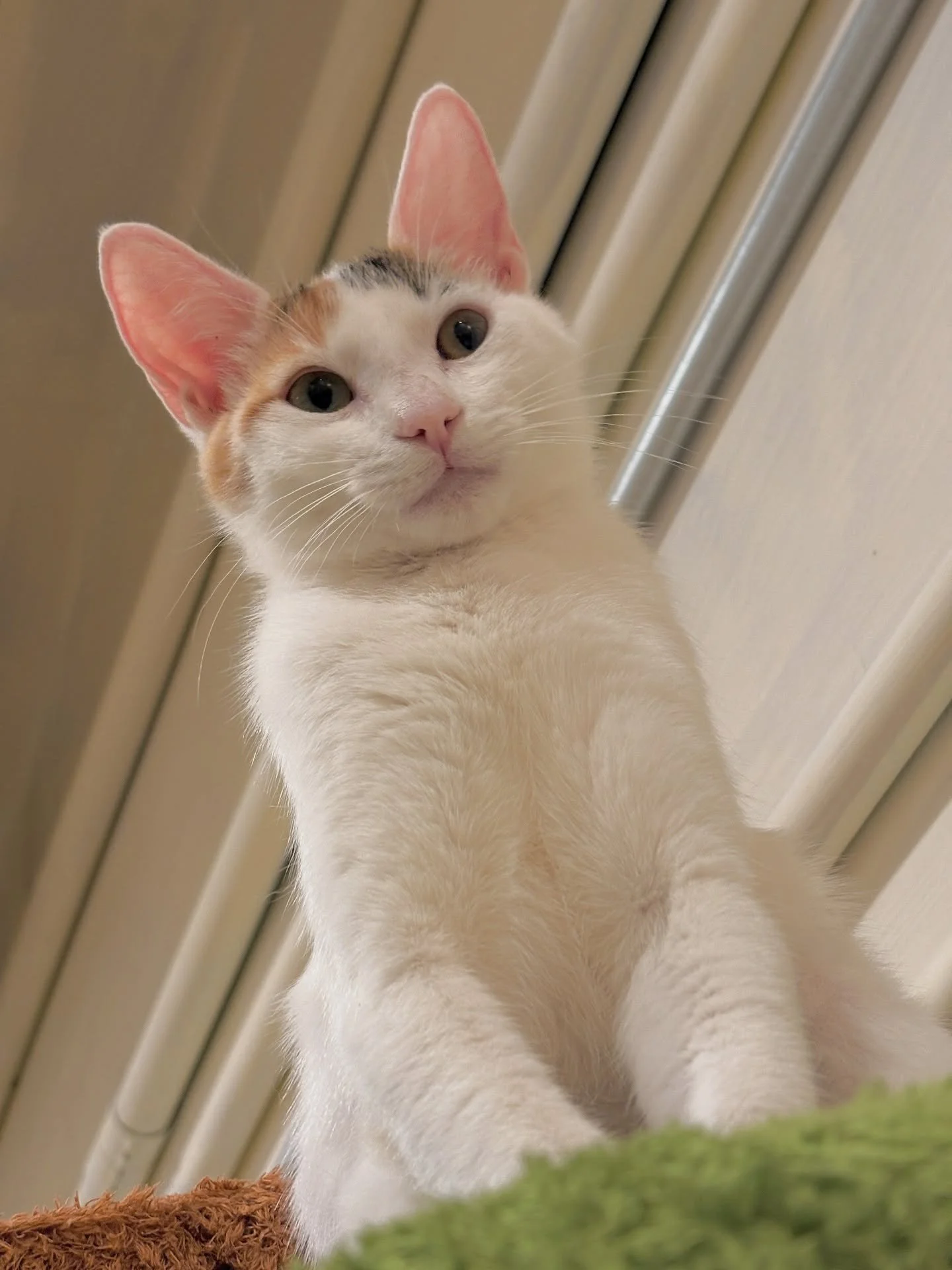 Meet Darla! A feline queen π with ears and tail like the changing colors of autumn ππ. With a dash of sass, she’s a baddie on the outside, but a softie through and through on the inside. Once you fall for her, you’ll never escape!