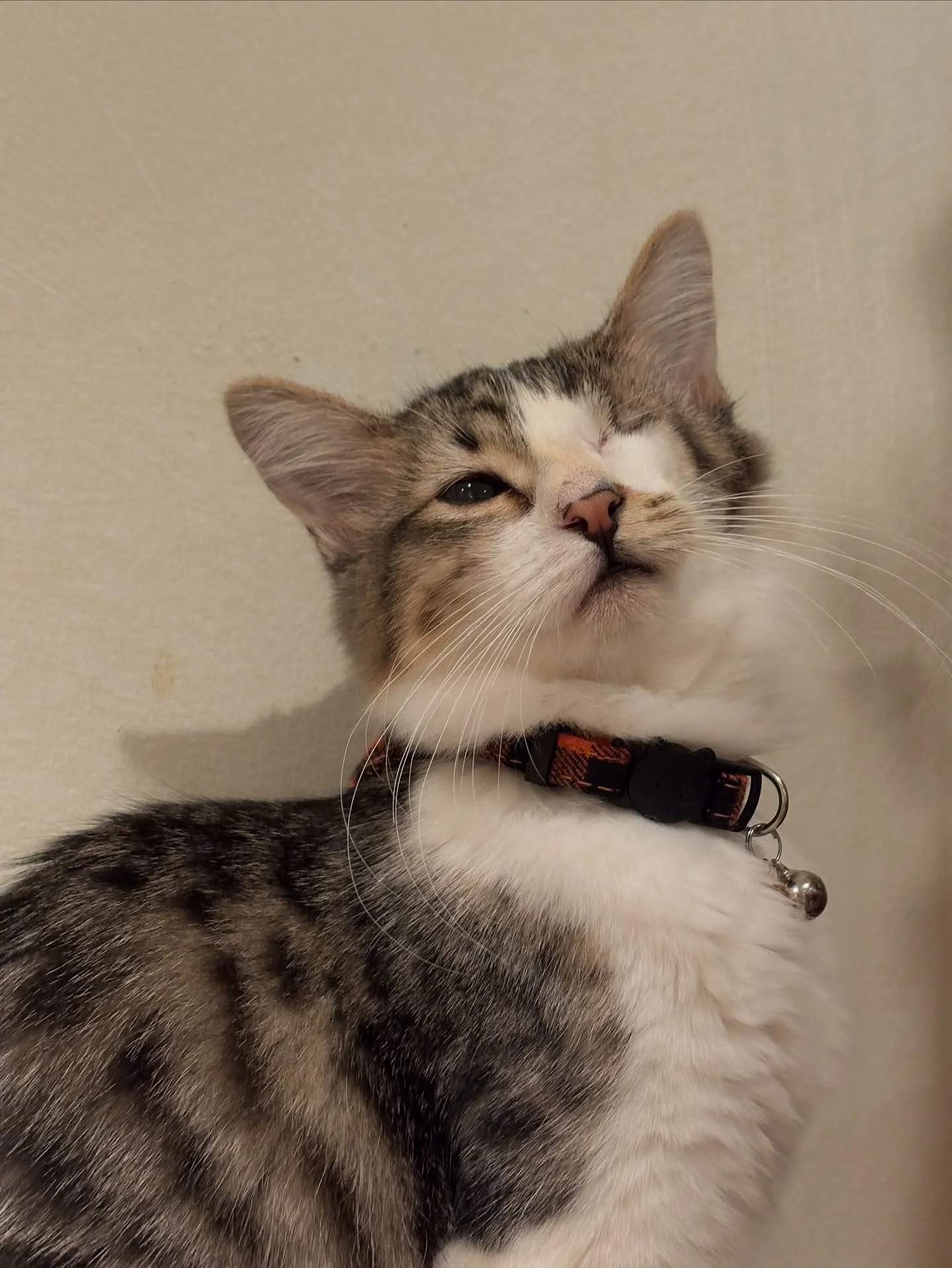 With an eye that can tell a million tales and fur softer than your blanket, Lauren is the best soulmate every homebody loves and needs π If gentle and caring was made into a cat, it would unmistakably be her. Meet her today at Nabi Cat Cafe π₯Ί&thins