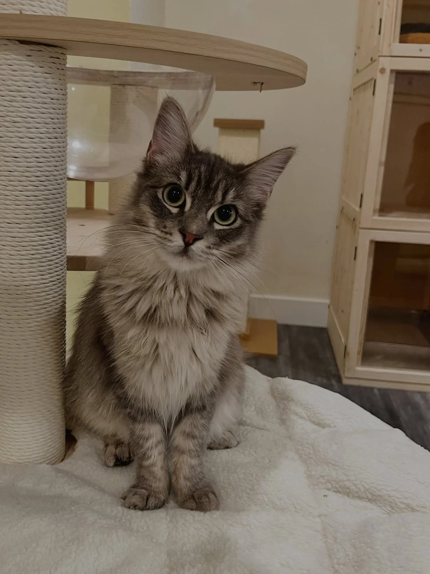 Meet Waffles & Donut π§π©
Waffles is a friendly gal with a luxurious coat and presence! She loves to follow you around and see what you’re up to.
Donut also has an amiable temperament, curious by nature, and has her chill and cuddly momen