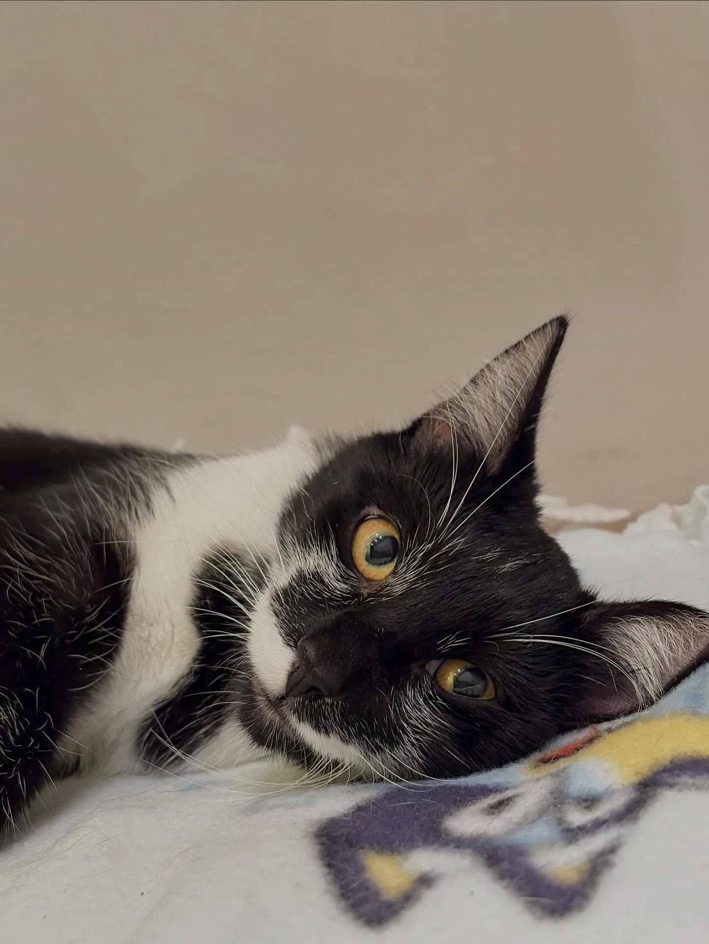 This is Yeet 🏁

With the most interesting black and white pattern and spunky personality to match, she is truly a one-of-a-kind cat! Yeet is super loving as well, and you can catch her at most times during the day sitting next to her favorite humans