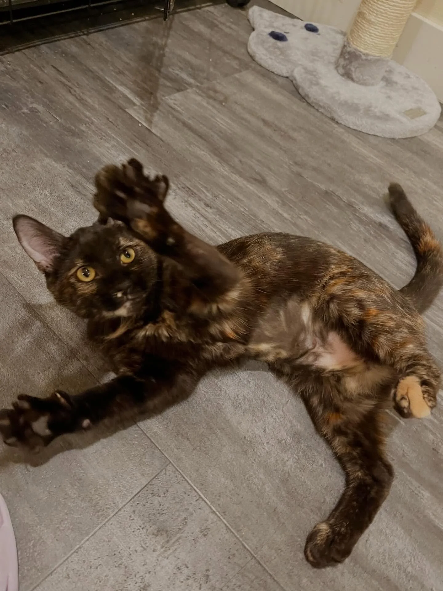 Meet Phoebe 🧡🖤 

She is a gorgeous and affectionate tortoiseshell cat. She tends to be a bit shy at first, but showers you with love once she feels safe, and she really shines in smaller settings. Meet Phoebe and other adorable rescue cats at our c