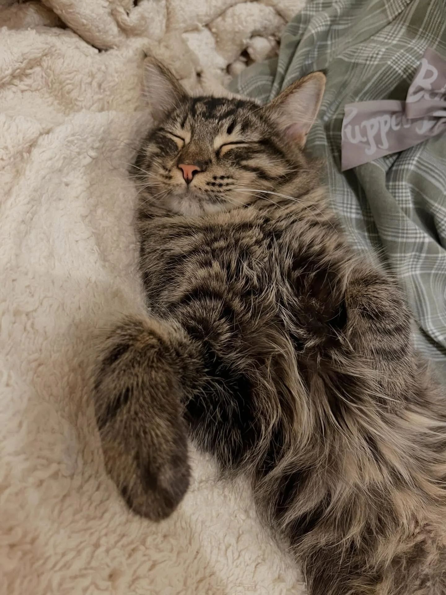 Congrats to Pancake &amp; Bagel for their adoptions today! 🥞🥯

Both are super affectionate in their own way - Pancake purrs really loudly and loves to cuddle next to you on the couch, while Bagel loves to follow you around everywhere you go until y