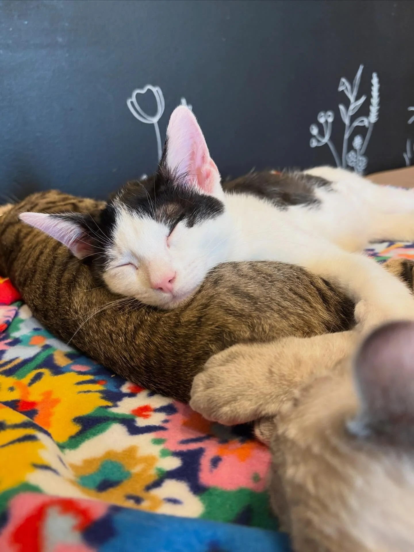 Meet Caleb &amp; Caitlin 🖤🤍

Introducing the last 2 in the &ldquo;C&rdquo; litter!

Caleb (cow cat) is the definition of a lap kitten. He is super friendly and amazingly affectionate with everyone he meets. He is a purring machine that also likes t
