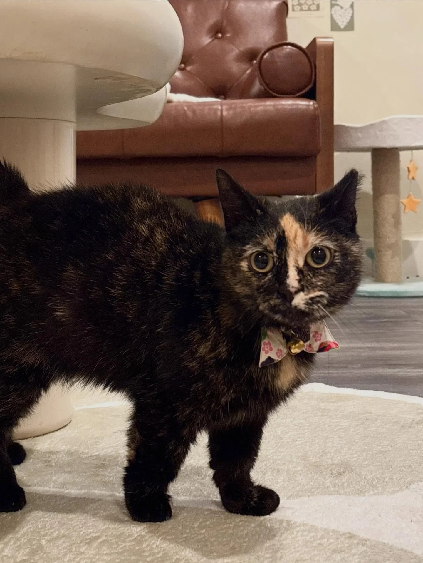 Meet Bubbles 💝

Our munchkin tortie queen, it&rsquo;s hard not to instantly melt for her. Bubbles is affectionate, gentle, and sweet as can be (with just the right dash of tortie sass to keep things interesting). She starts out a bit reserved, and i