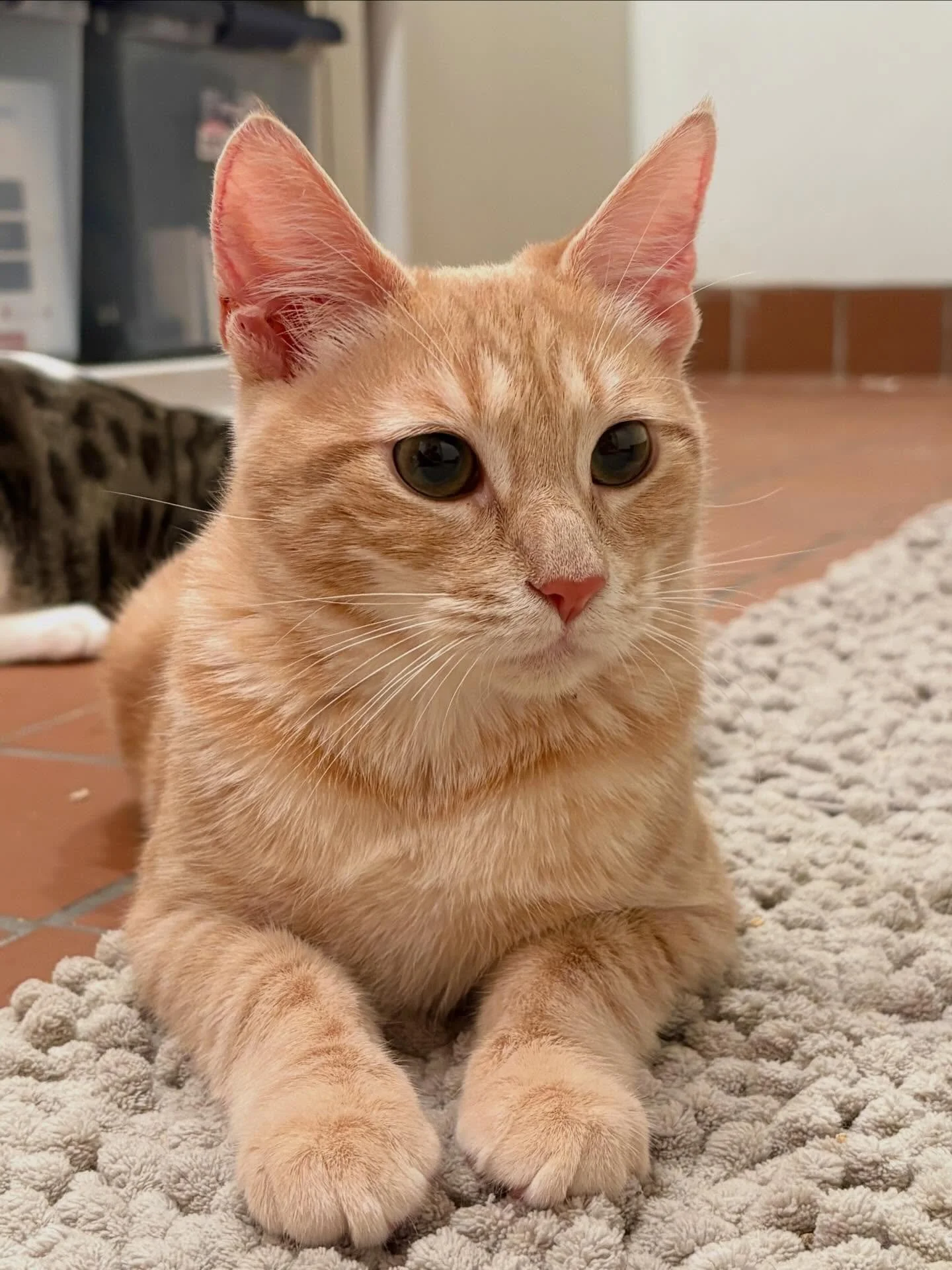 Meet Ricky &amp; Lucy 🐈🐈

Ricky (male orange) is a brave, independent kitten with a curious spirit and playful energy. Rescued from the side of a San Jose expressway, he&rsquo;s grown into a confident, social boy who loves playing with other cats b