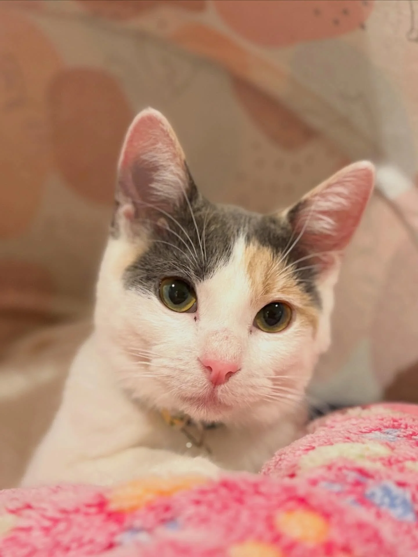 Meet Evie 🐱🌼

A calico cat with the most beautiful coat, her looks match her vibrant personality! She is very playful with bursts of zoomies (in true kitten spirit), and then becomes very calm and sweet for nap times.

Meet her along with the other
