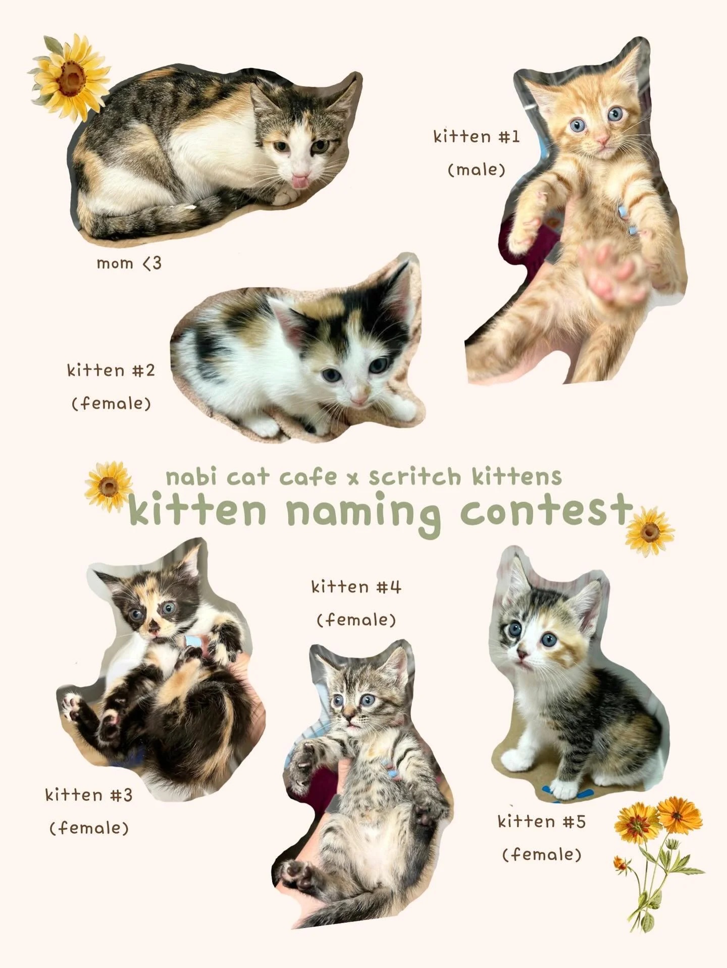 Help us name these kittens!!

Kitten season is in full swing now, and our rescue partners @scritchkittens &amp; @kittenrescue101 are working super hard to get many many kittens healthy and ready to be adopted.

This litter (including mom <3) will 