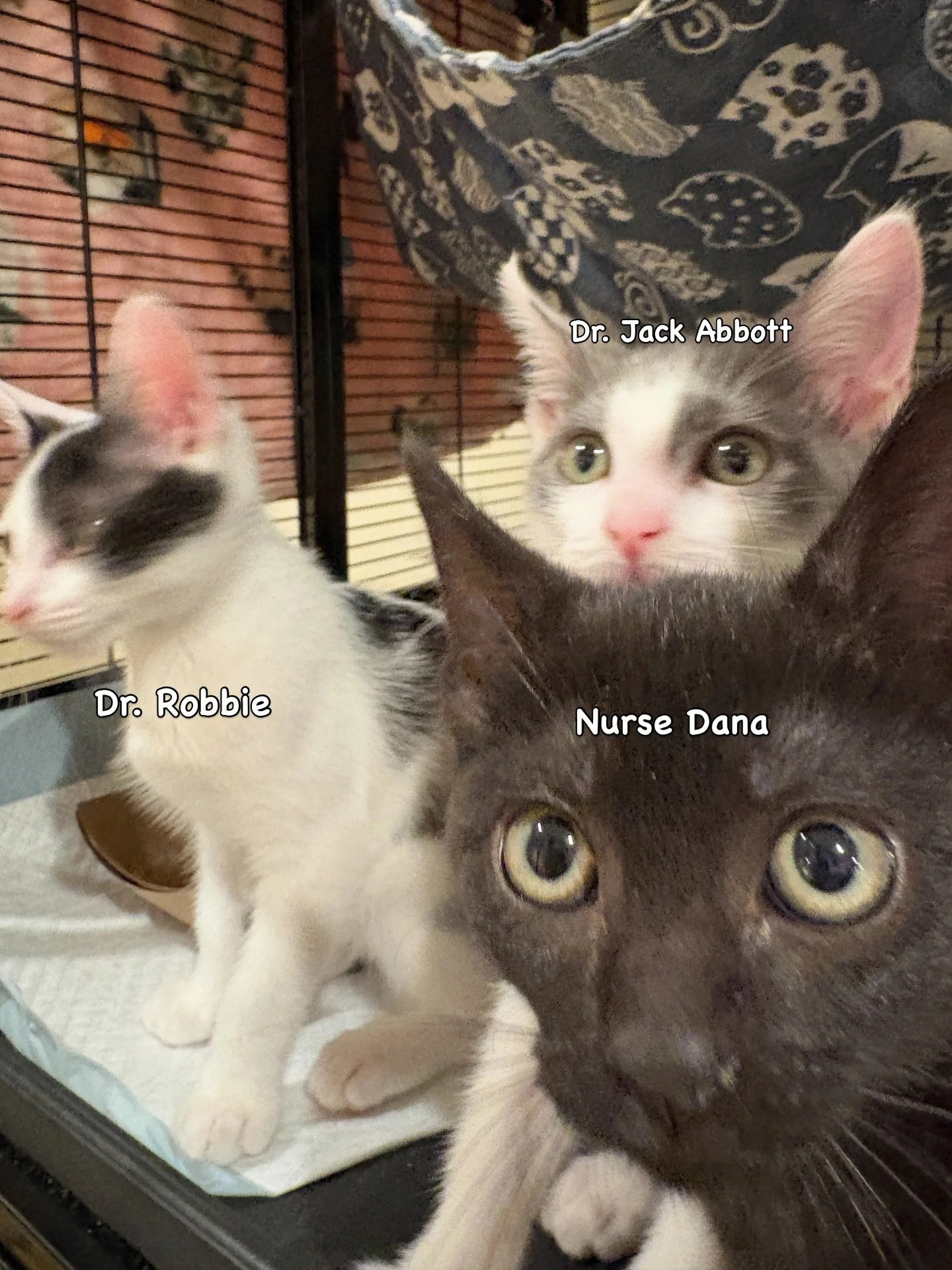 Meet the first of The Pitt crew! 👩&zwj;⚕️🧑&zwj;⚕️👨&zwj;⚕️
Dr. Jack Abbott (gray&amp;white male)
Dr. Robbie (tuxedo male)
Nurse Dana (black female)

They are super adorable and will play all day. While they are medical staff, be warned as they will