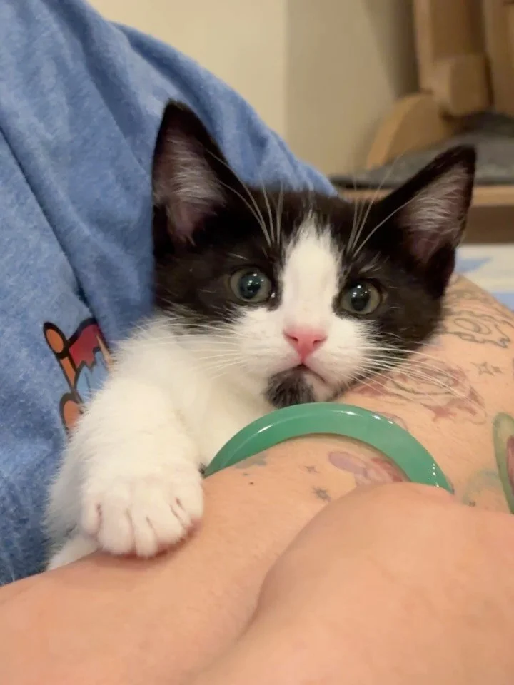 Introducing the rest of our Pitt crew! 
Meet Dr. Whitaker, Dr. Trinity Santos, Dr. McKay, Dr. Mel King 💉🐾 

Equally cute, equally chaotic, a happy bundle of joy brought to you in our cozy lounge! Make your reservations to see them soon!

#kittensea