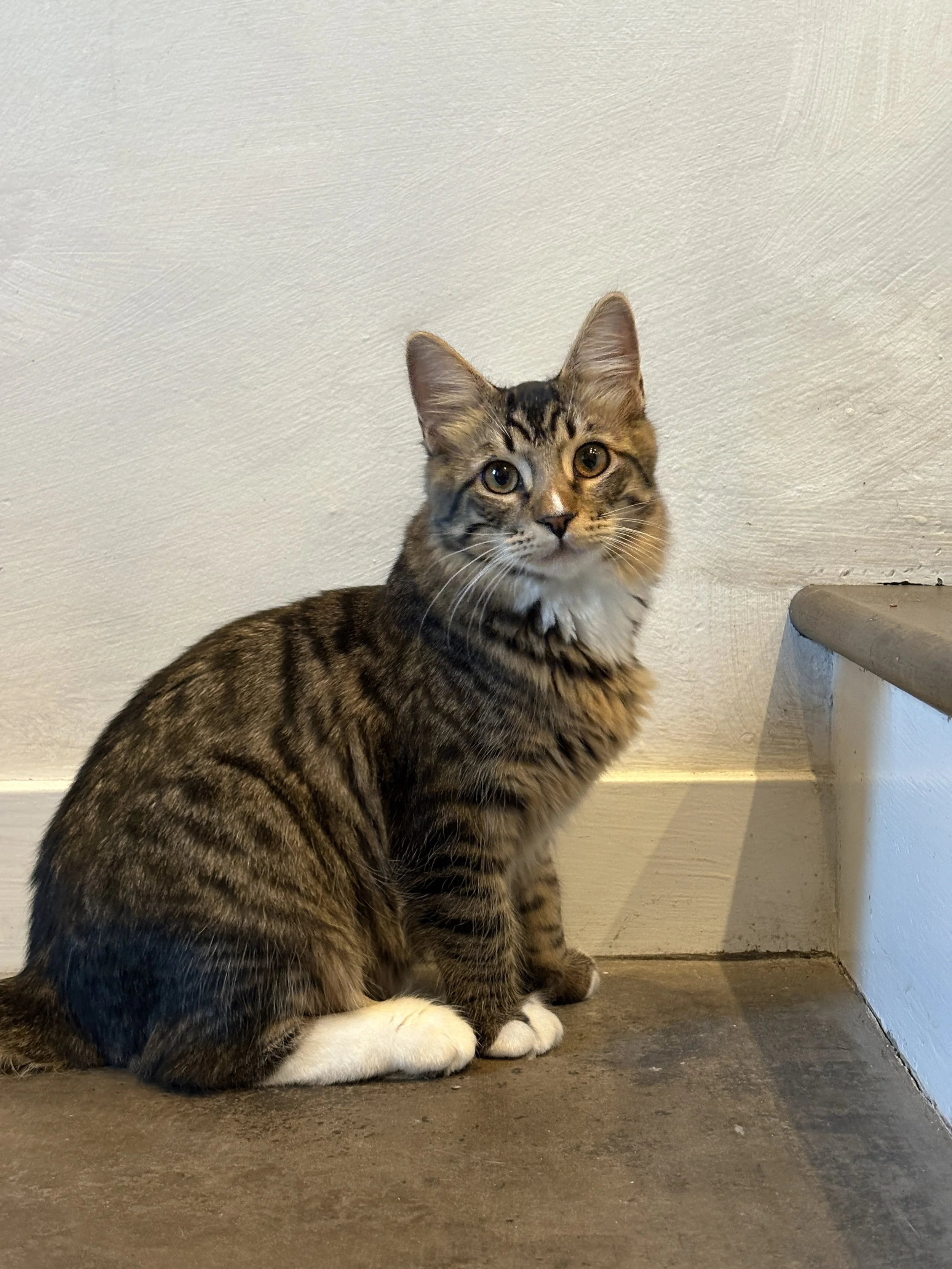 Why Keeping Your Cat Indoors Is One of the Best Things You Can Do