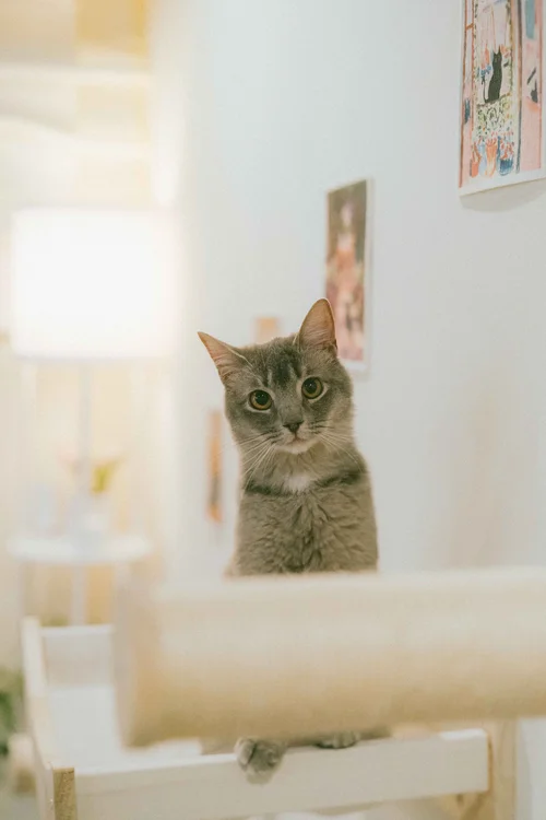 Nabi Cat Cafe, business photo 2
