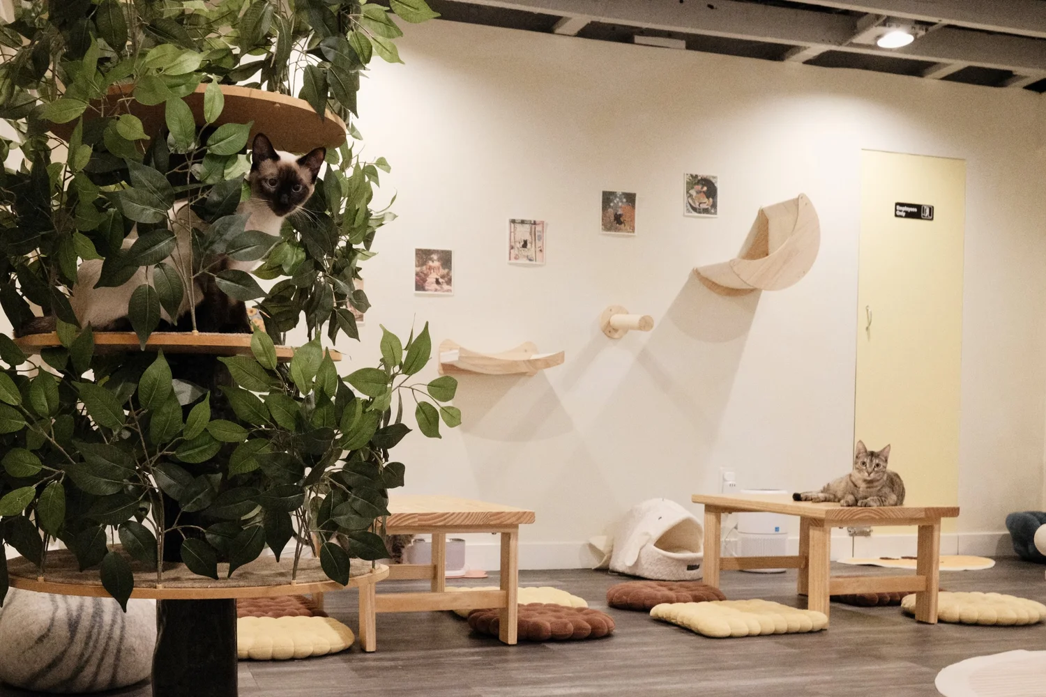 Nabi Cat Cafe