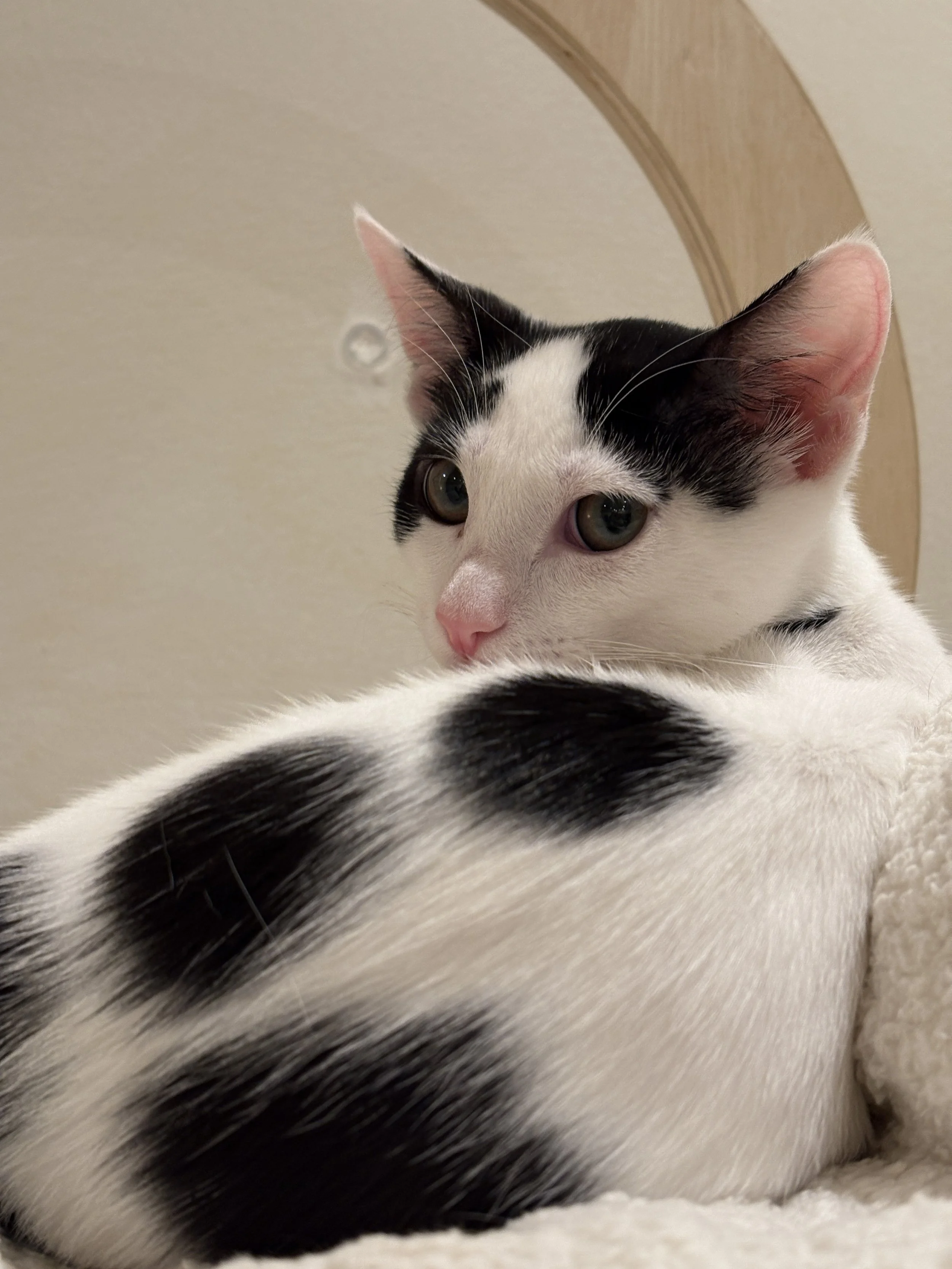 Black and white rescue cat at Nabi Cat Cafe South Bay