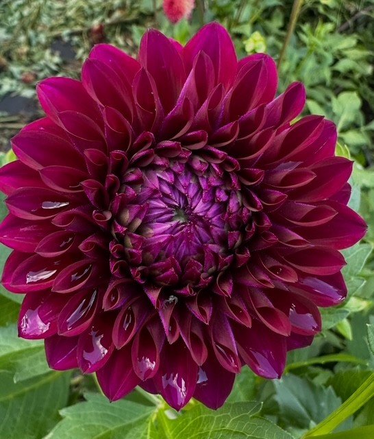 Kenora's Amethyst.jpg