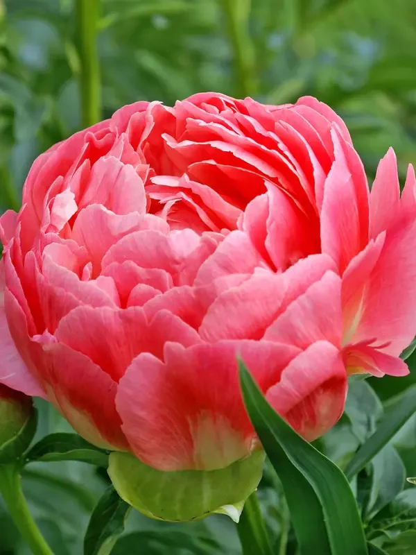 Coral Sunset Bareroot Peony 3/5 Eye
