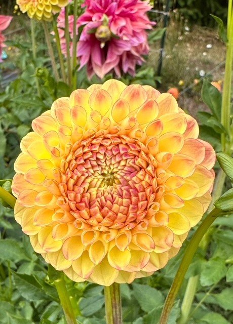 LATE DAHLIA.jpg