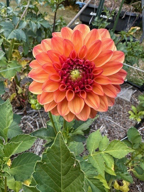 Cecil dahlia.jpg