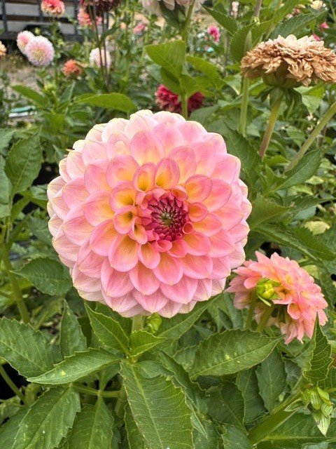 20th Ave Softer Peach.jpg