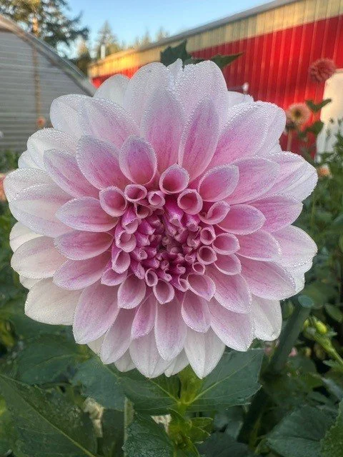 KA Rose Quartz 3.jpg