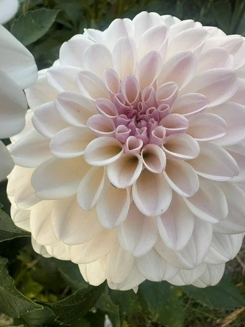 Pink Silk.jpg