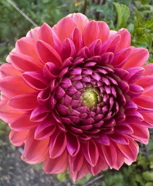 Daisy Duke dahlia.jpg