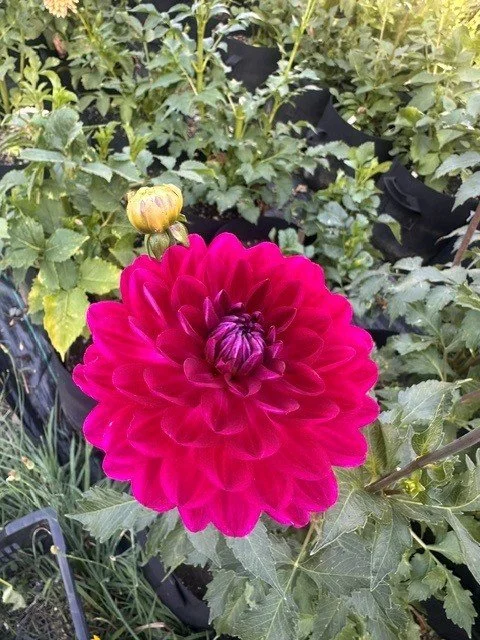 Sandia Bertha.jpg