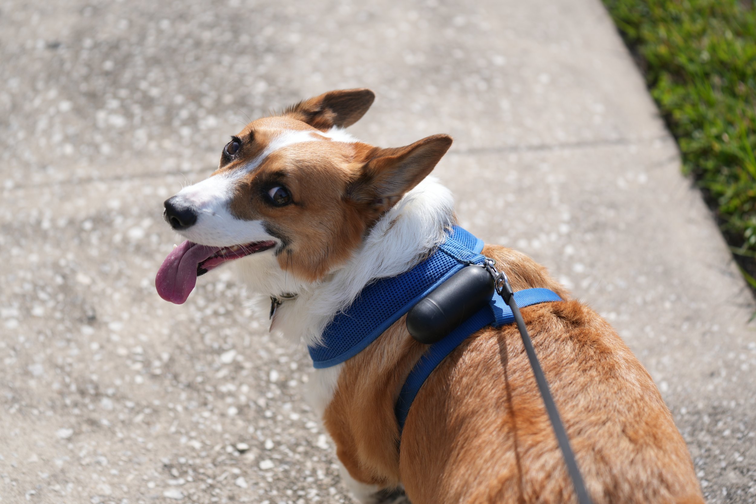 Animal Photoshoot - Dog - Puppy