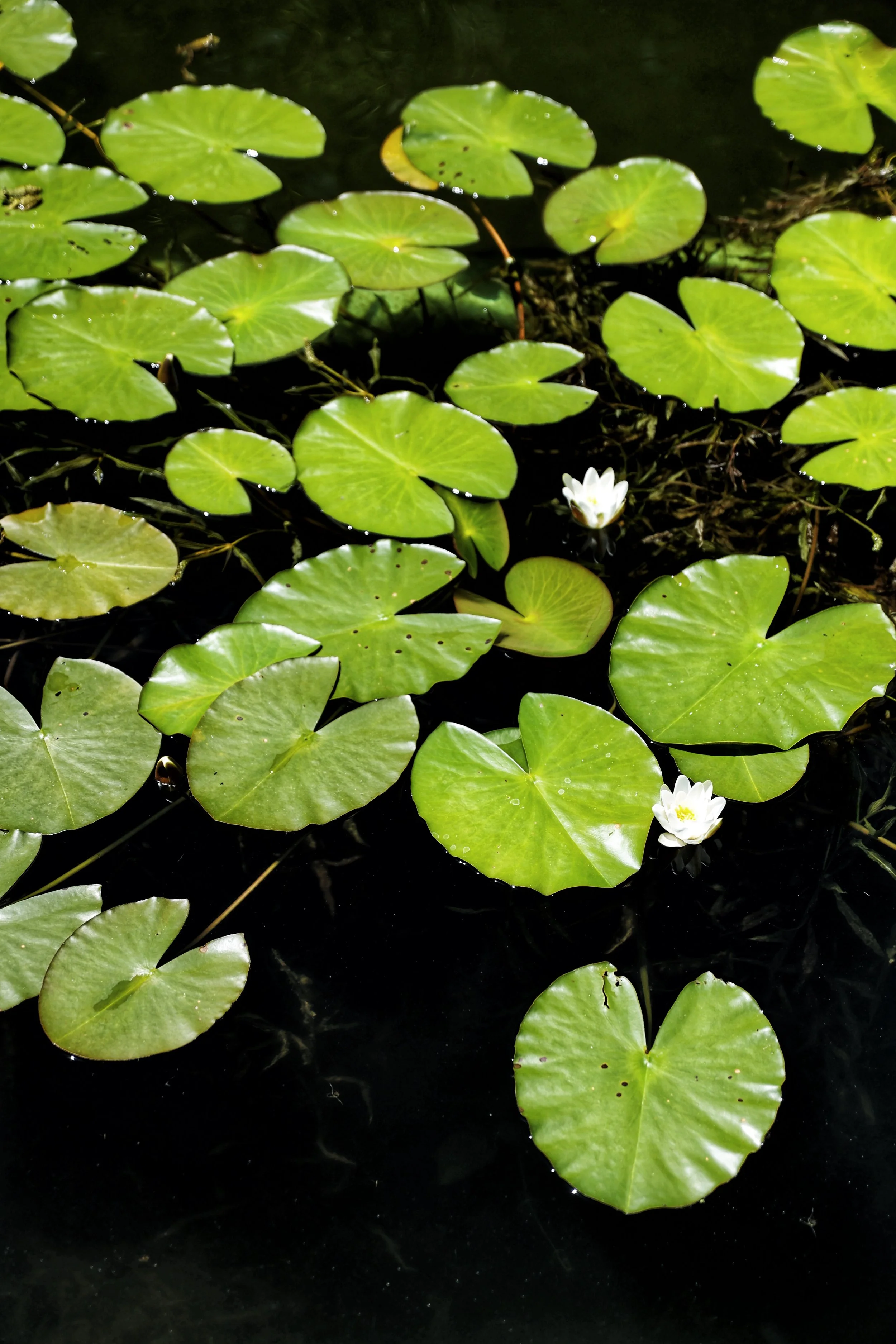 34 Orada Wellness.jpg