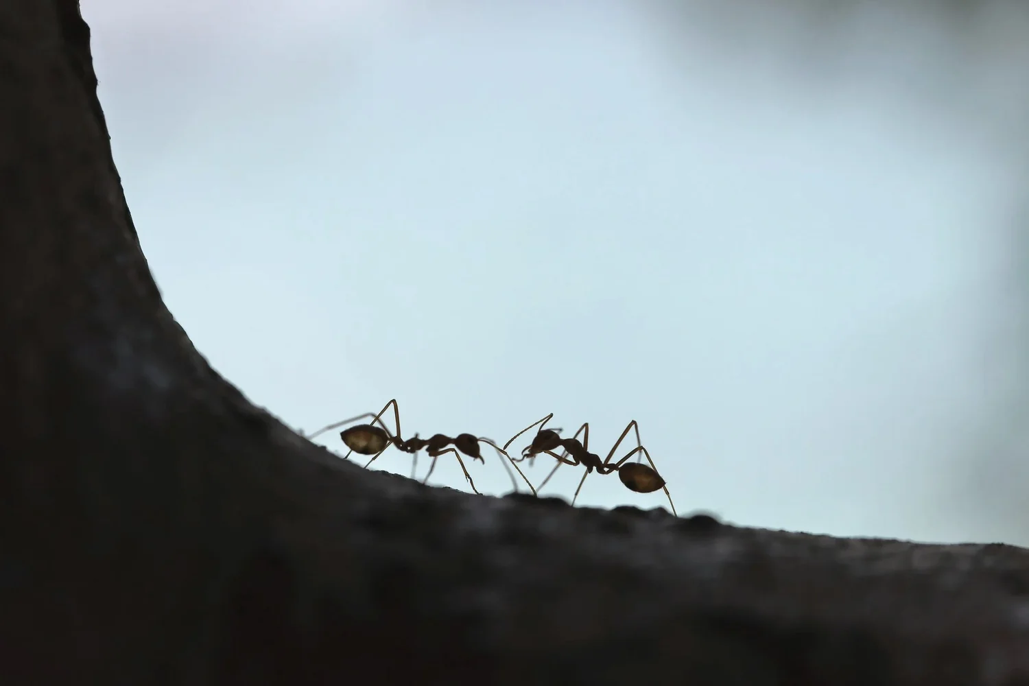 Insect Welfare Research Society