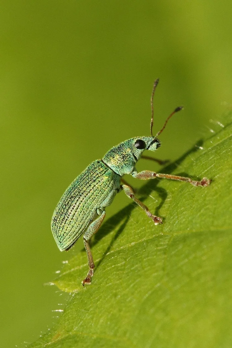 Media Insect Media Kit — Insect Welfare Research Society