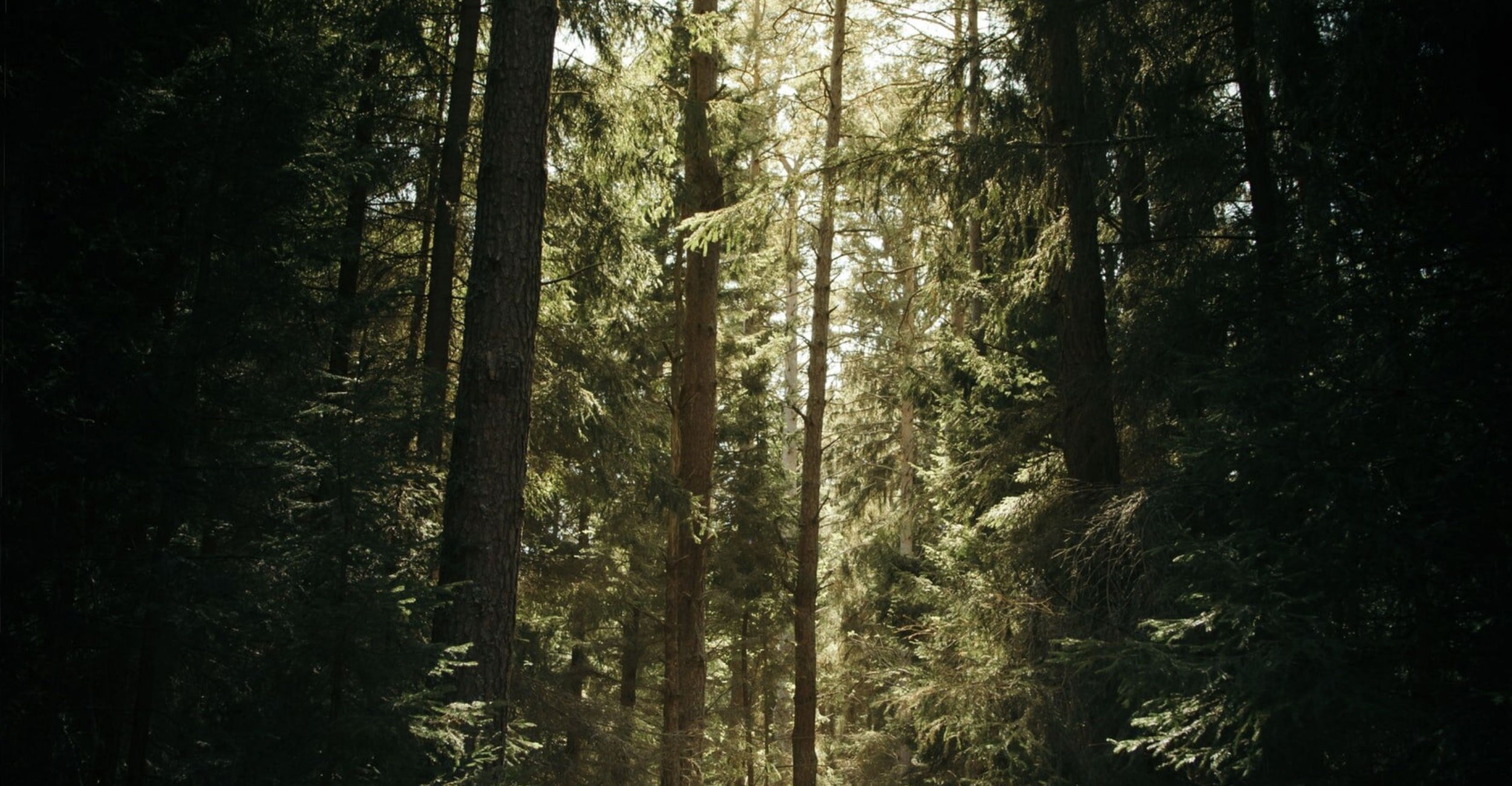 The Hidden Cost of Conformity