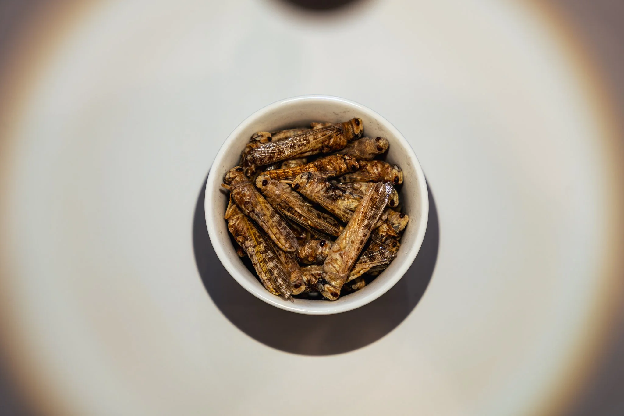 Disgusting Food Museum