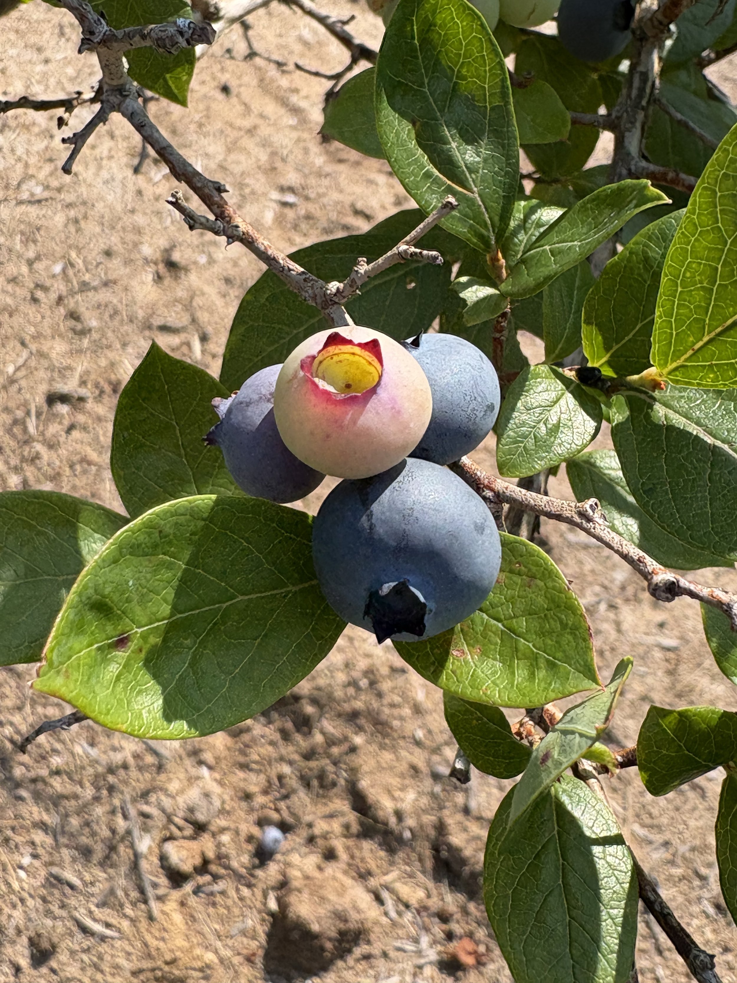 At Their Own Pace: Lessons from a Blueberry Field