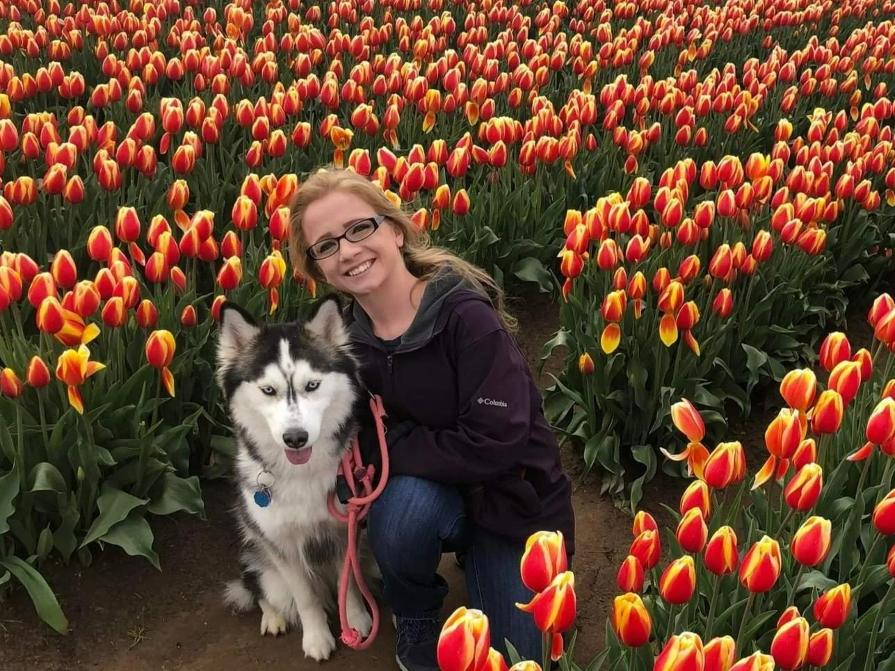 A woman with glasses and long hair smiling, kneeling beside a Siberian Husky dog with a black and white coat in a field of red and yellow tulips.