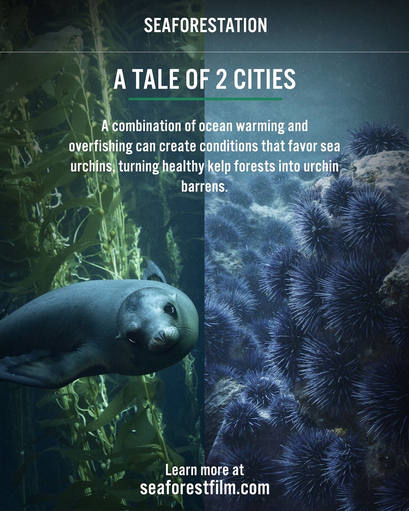 Urchin barrens are areas where urchins have overgrazed entire kelp forest ecosystems. Many factors can lead to this habitat transformation. Some causes are:

1. Ocean Warming: As oceans warm and marine heatwaves increase with frequency and intensity,