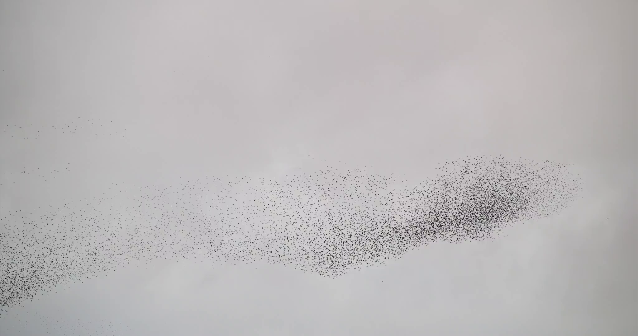 Starling Architects Murmuration Still.png