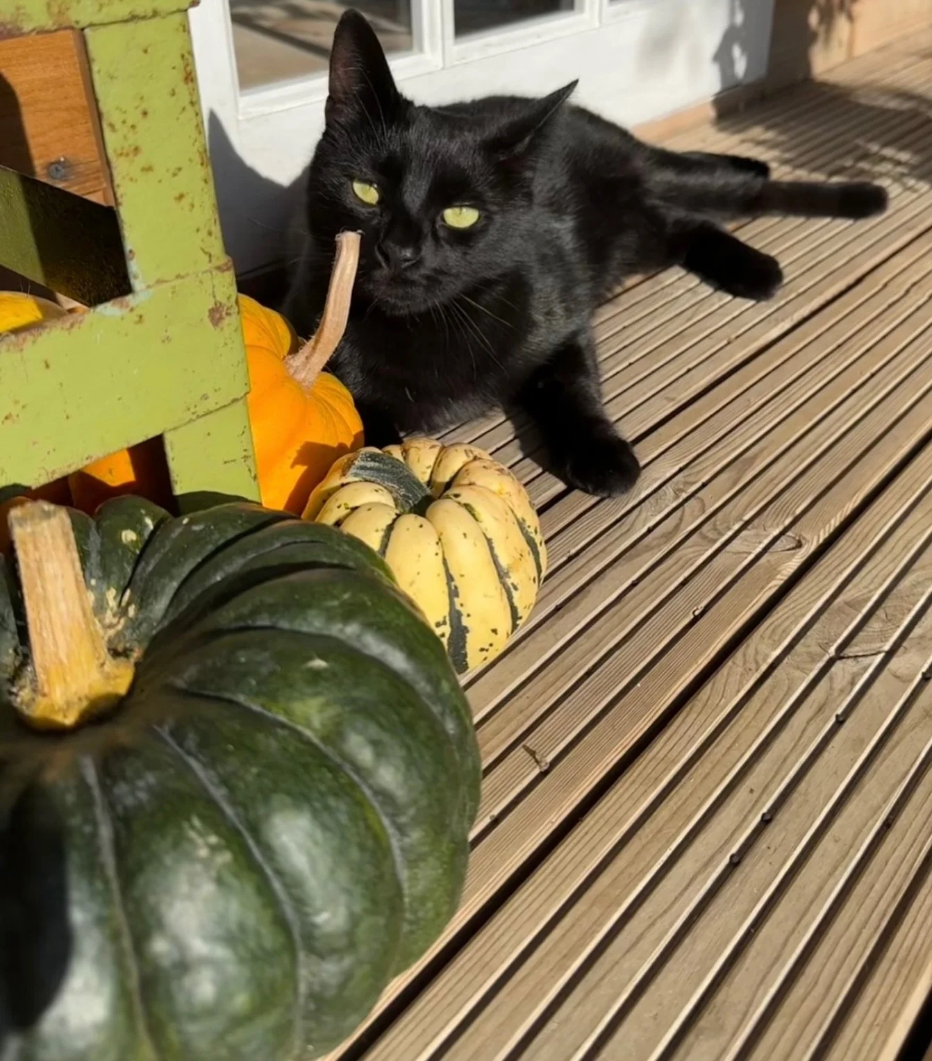 Happy Halloween from my pumpkin lovers to yours. 

My boy, Wini, originally named after Winifred in Hocus Pocus had a name change a couple of weeks into living with us as he decided he was a boy so he&rsquo;s been Winston or Wini ever since. 

There&