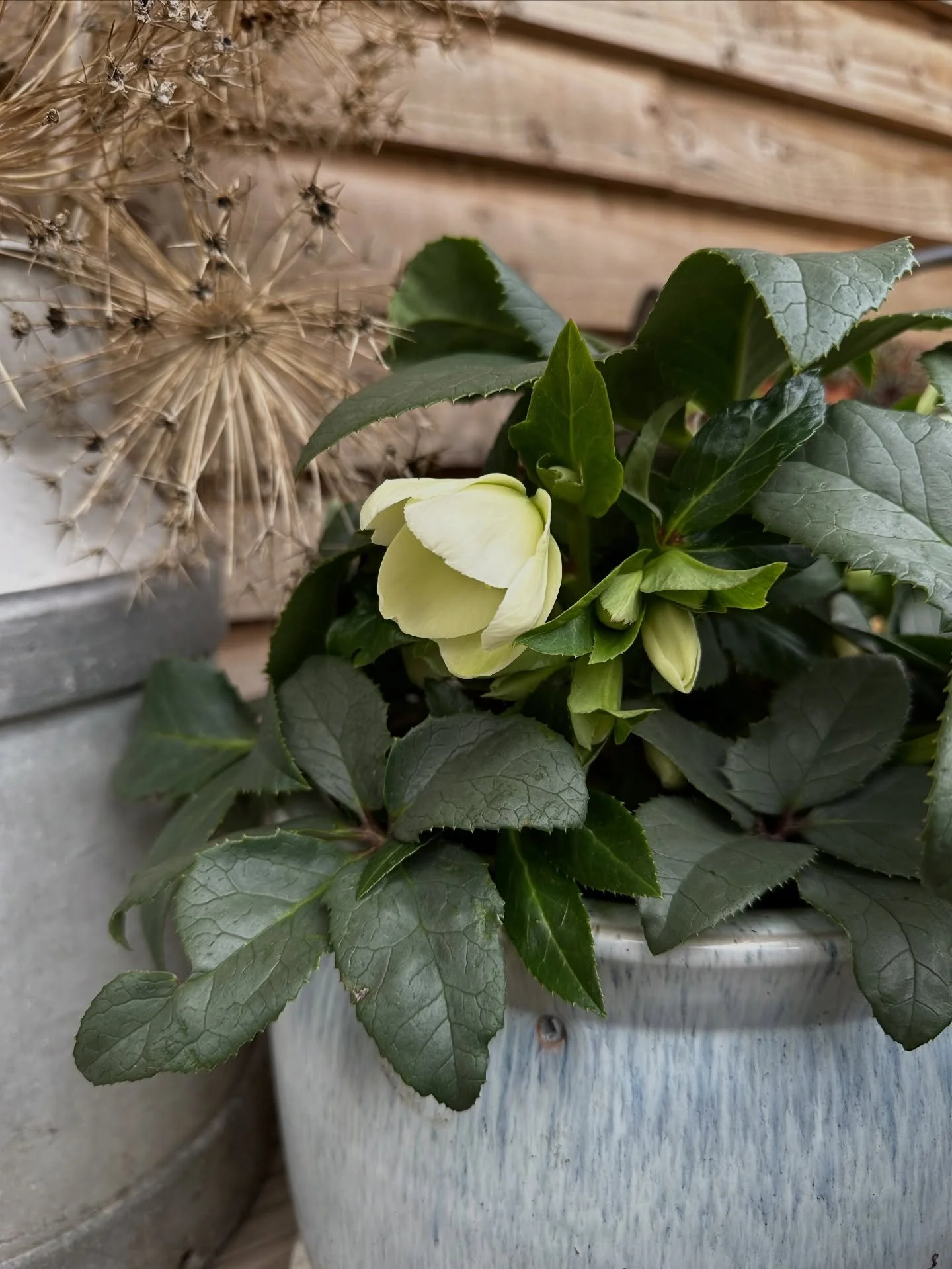 The hellebores are starting to wake up 🥰

Having something to look forward to in the garden during the depths of winter makes for very special little moments. 

Precious flowers on the greyest of days